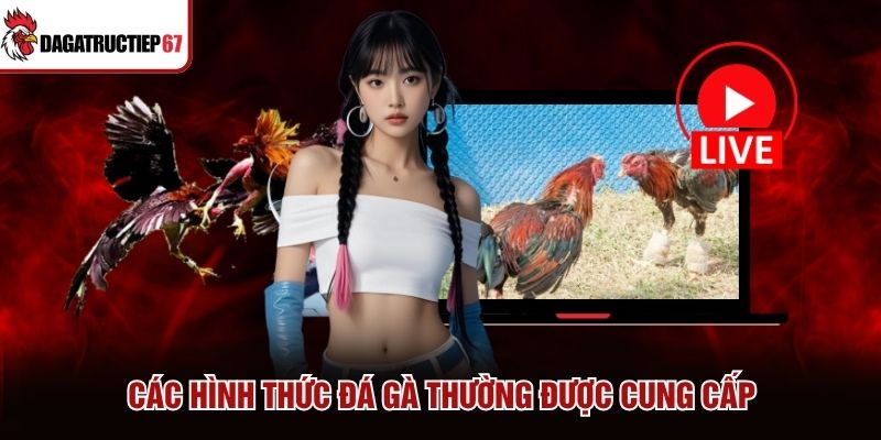 Các hình thức đá gà thường được cung cấp
