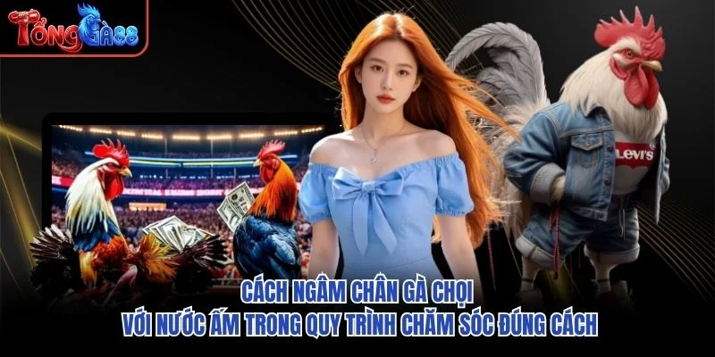Cách ngâm chân gà chọi với nước ấm trong quy trình chăm sóc đúng cách Cách ngâm chân gà chọi với nước ấm trong quy trình chăm sóc đúng cách
