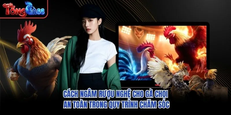 Cách ngâm rượu nghệ cho gà chọi an toàn trong quy trình chăm sóc