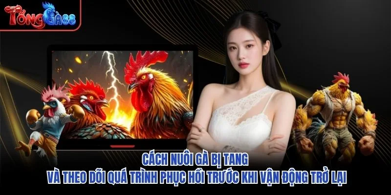 Cách nuôi gà bị tang và theo dõi quá trình phục hồi trước khi vận động trở lại