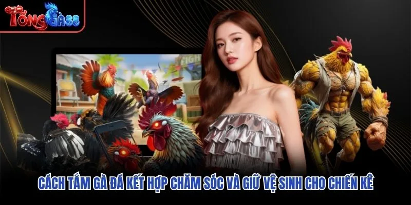 Cách tắm gà đá kết hợp chăm sóc và giữ vệ sinh cho chiến kê
