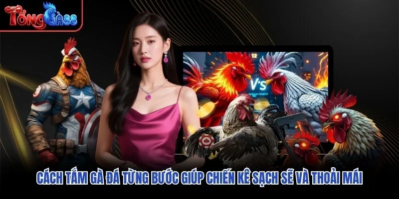 Cách tắm gà đá từng bước giúp chiến kê sạch sẽ và thoải mái