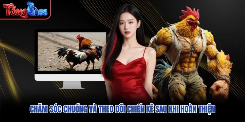 Chăm sóc chuồng và theo dõi chiến kê sau khi hoàn thiện Chăm sóc chuồng và theo dõi chiến kê sau khi hoàn thiện