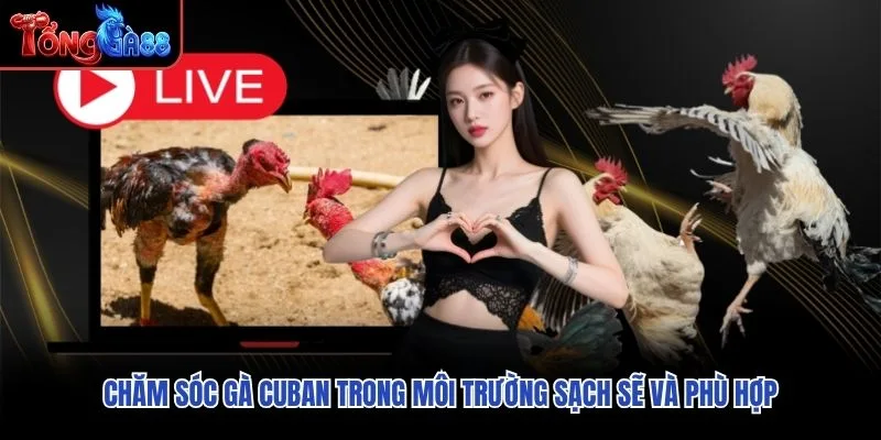 Chăm sóc gà Cuban trong môi trường sạch sẽ và phù hợp Chăm sóc gà Cuban trong môi trường sạch sẽ và phù hợp
