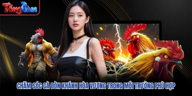 Chăm sóc Gà Đòn Khánh Hòa Vương trong môi trường phù hợp Chăm sóc Gà Đòn Khánh Hòa Vương trong môi trường phù hợp