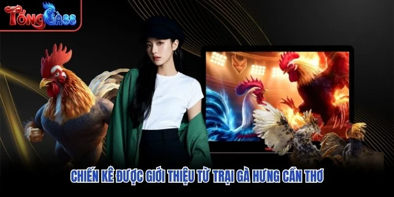 Chiến kê được giới thiệu từ trại gà Hưng Cần Thơ Chiến kê được giới thiệu từ trại gà Hưng Cần Thơ