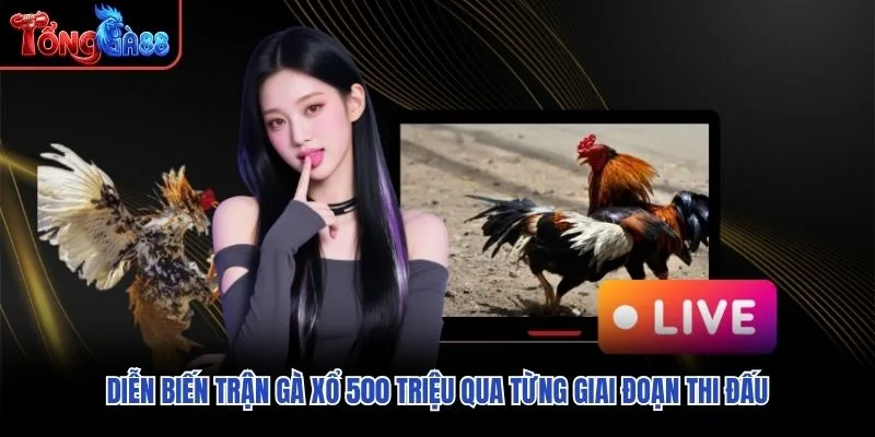 Diễn biến Trận Gà Xổ 500 Triệu qua từng giai đoạn thi đấu Diễn biến Trận Gà Xổ 500 Triệu qua từng giai đoạn thi đấu