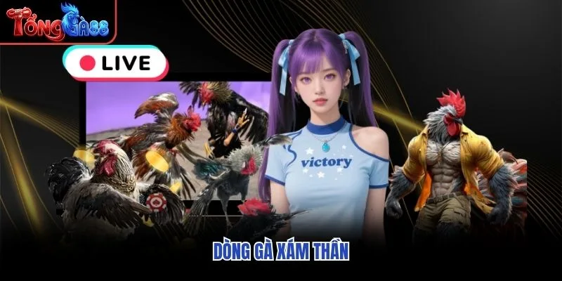 Dòng gà Xám Thần