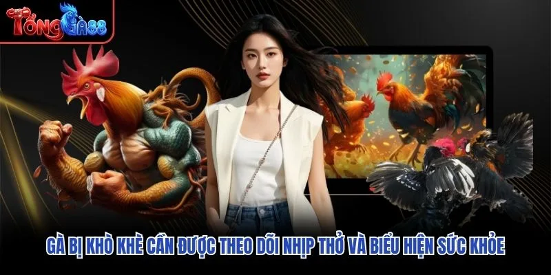Gà bị khò khè cần được theo dõi nhịp thở và biểu hiện sức khỏe