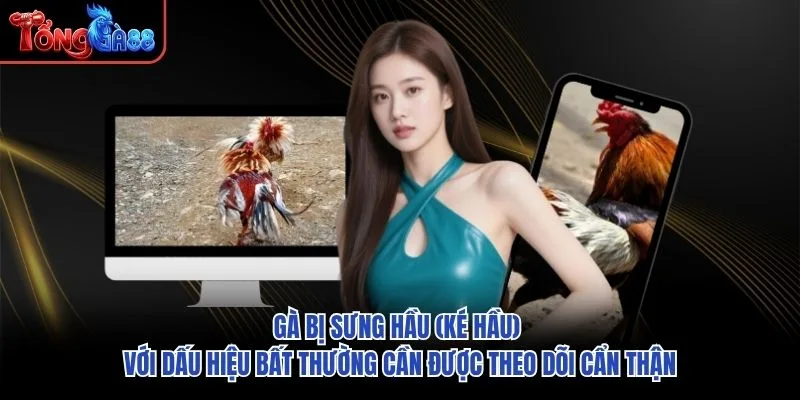 Gà bị sưng hầu (ké hầu) với dấu hiệu bất thường cần được theo dõi cẩn thận Gà bị sưng hầu (ké hầu) với dấu hiệu bất thường cần được theo dõi cẩn thận
