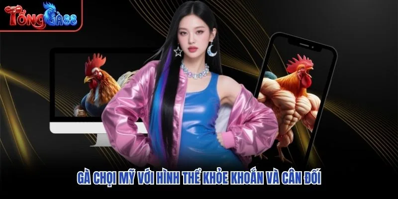 Gà Chọi Mỹ với hình thể khỏe khoắn và cân đối