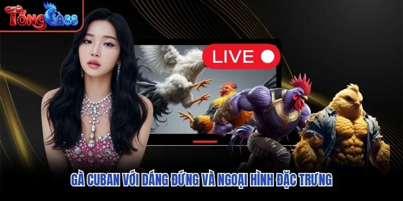 Gà Cuban với dáng đứng và ngoại hình đặc trưng Gà Cuban với dáng đứng và ngoại hình đặc trưng