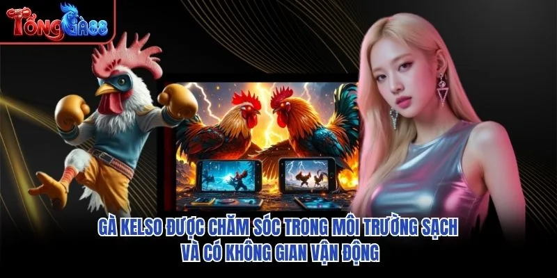 Gà Kelso được chăm sóc trong môi trường sạch và có không gian vận động Gà Kelso được chăm sóc trong môi trường sạch và có không gian vận động