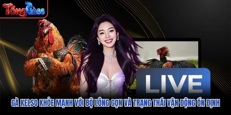 Gà Kelso khỏe mạnh với bộ lông gọn và trạng thái vận động ổn định Gà Kelso khỏe mạnh với bộ lông gọn và trạng thái vận động ổn định