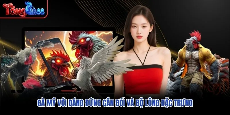 Gà Mỹ với dáng đứng cân đối và bộ lông đặc trưng