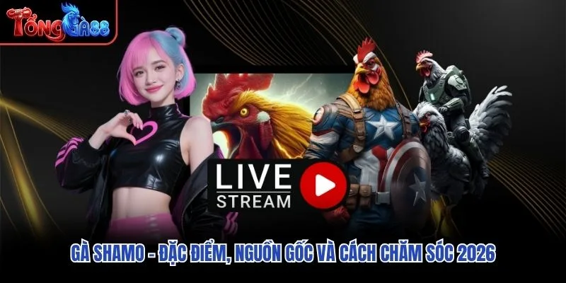 Gà Shamo – Đặc Điểm, Nguồn Gốc Và Cách Chăm Sóc 2026