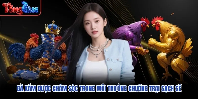 Gà Xám được chăm sóc trong môi trường chuồng trại sạch sẽ