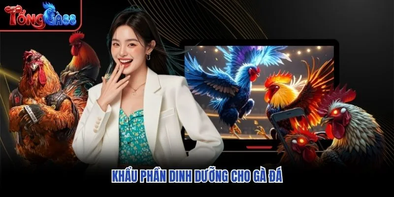 Khẩu phần dinh dưỡng cho gà đá