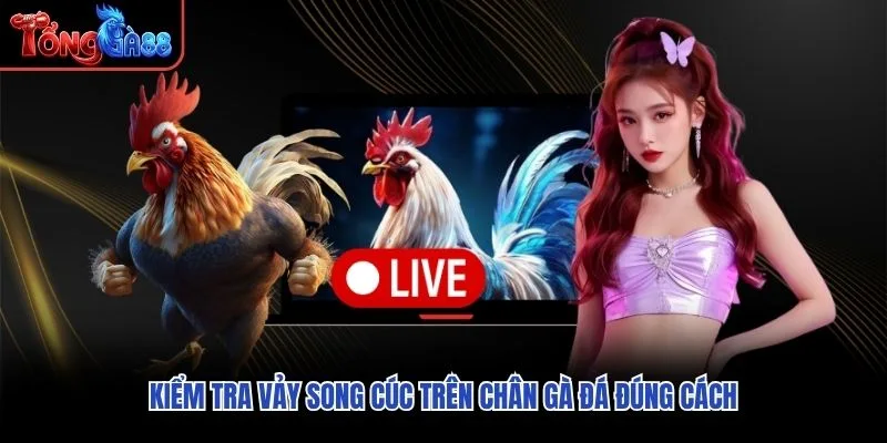 Kiểm tra vảy song cúc trên chân gà đá đúng cách