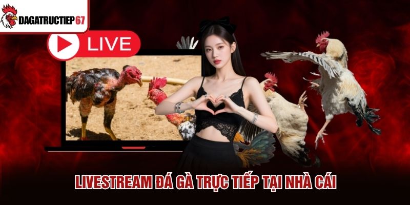 Livestream đá gà trực tiếp tại nhà cái