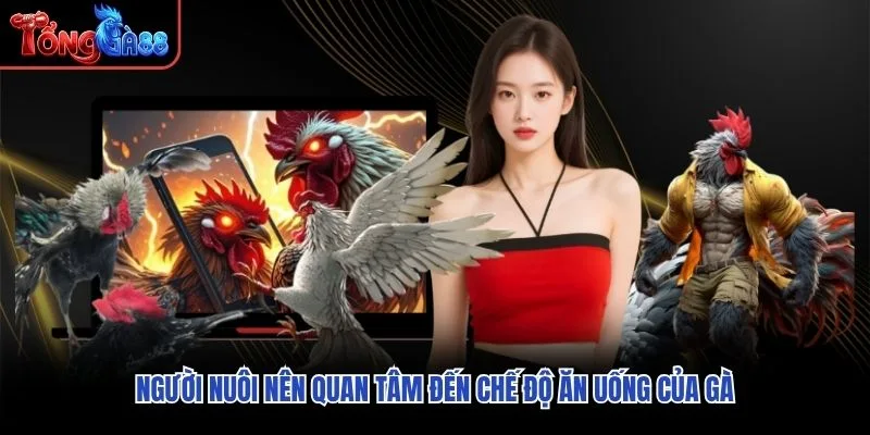 Người nuôi nên quan tâm đến chế độ ăn uống của gà Người nuôi nên quan tâm đến chế độ ăn uống của gà