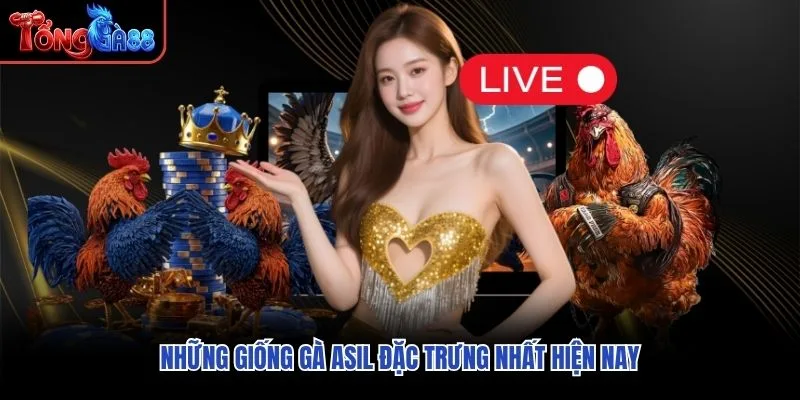 Những giống gà Asil đặc trưng nhất hiện nay