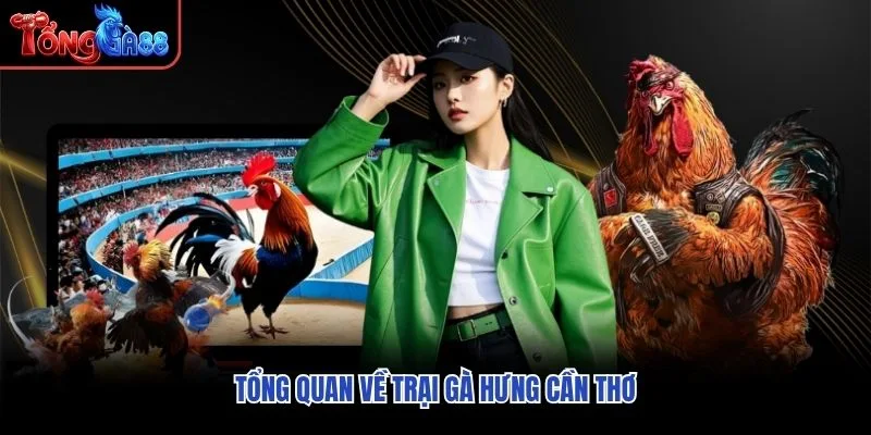 Tổng quan về trại gà Hưng Cần Thơ Tổng quan về trại gà Hưng Cần Thơ