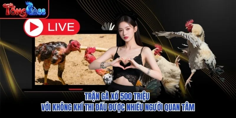 Trận Gà Xổ 500 Triệu với không khí thi đấu được nhiều người quan tâm Trận Gà Xổ 500 Triệu với không khí thi đấu được nhiều người quan tâm