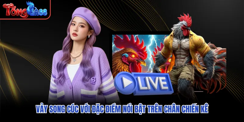 Vảy song cúc với đặc điểm nổi bật trên chân chiến kê